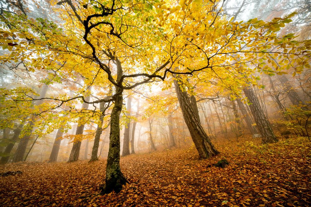 Photograph by Игорь