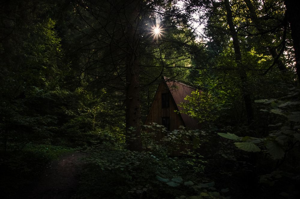 Cabin in the Forest
