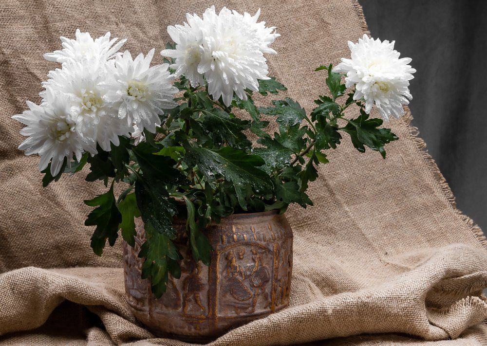 зимний цветок