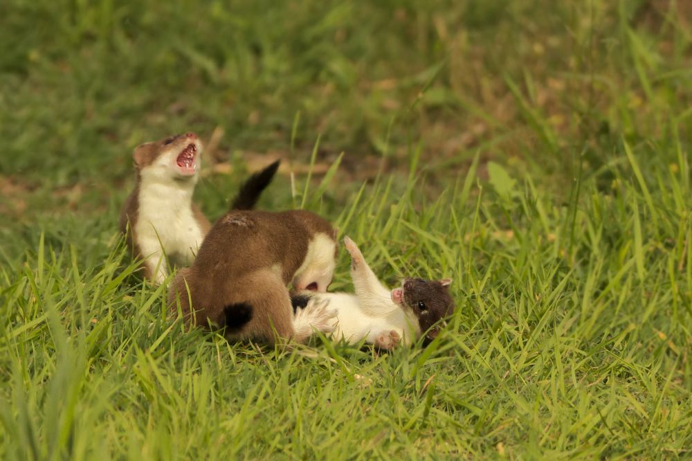 Схватка прекращена!!