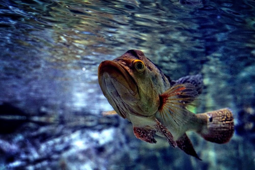 Photograph by Konstantin Volkov