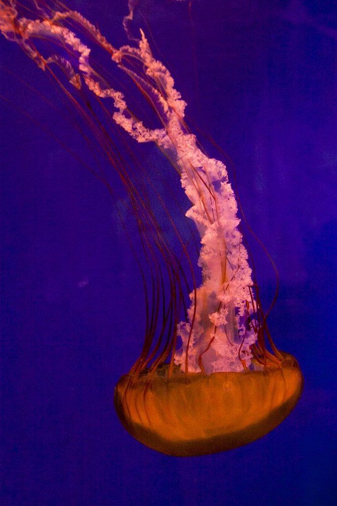 jellyfish