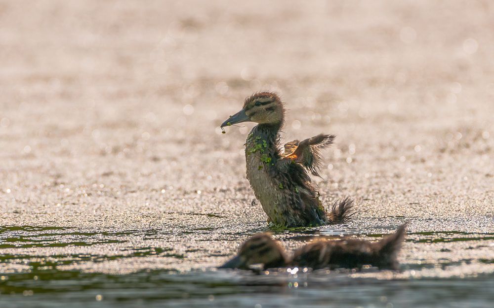 солнечные ванны
