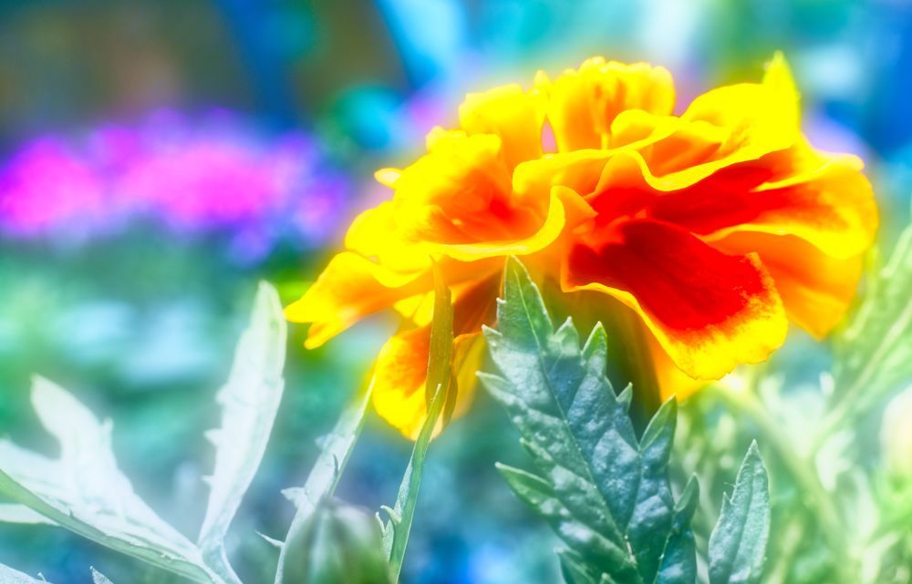 сияние лета