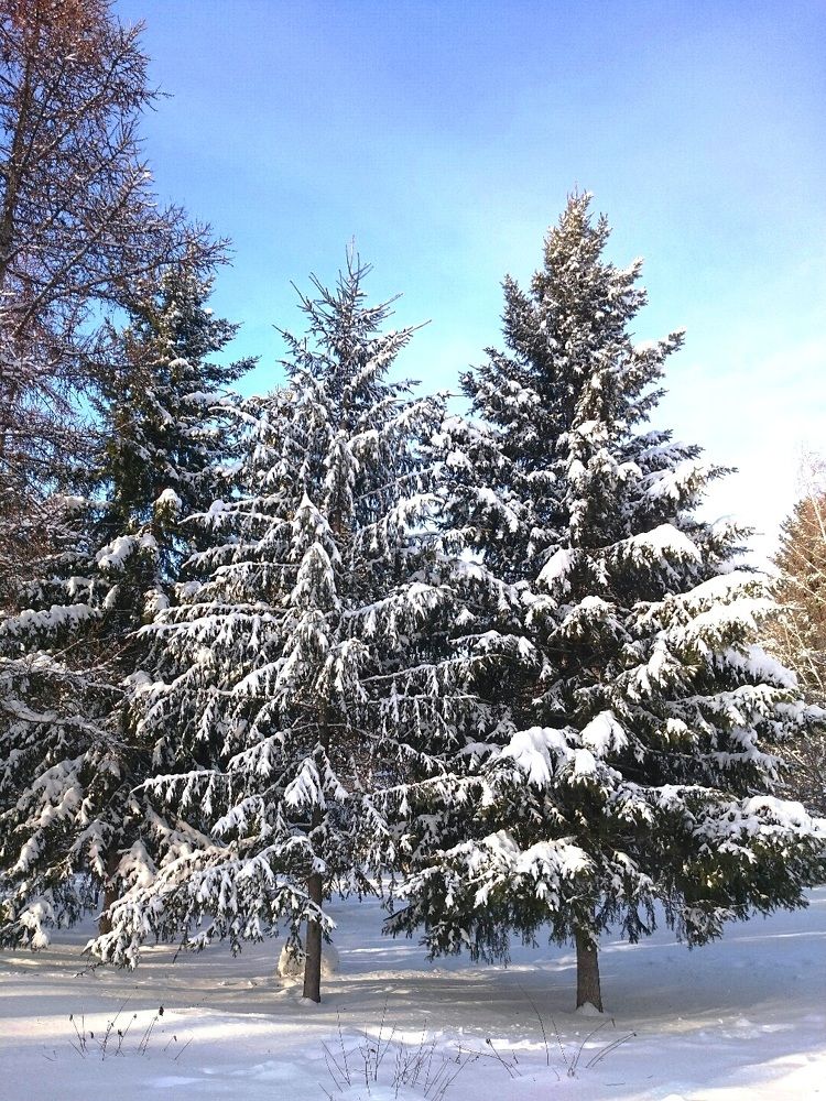 Новый год, ждём!