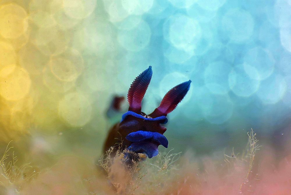 Tambja Morosa Nudibranch