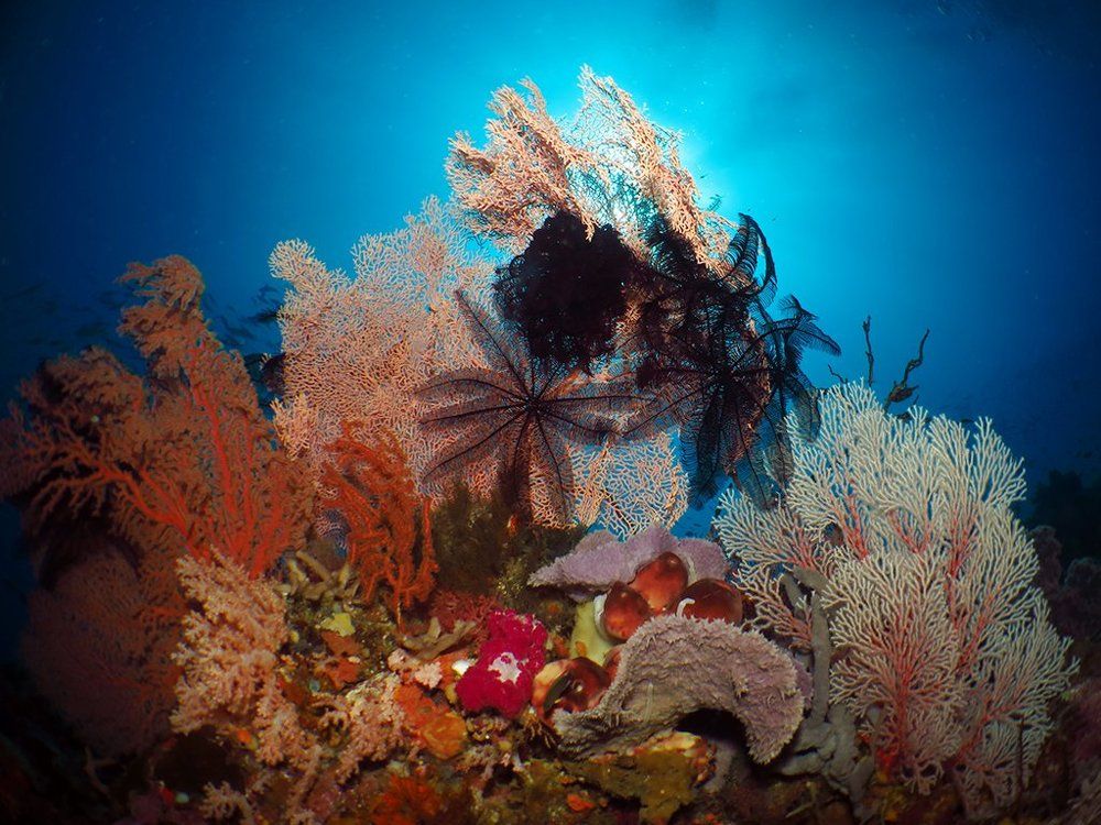 Gorgonian Soft Coral