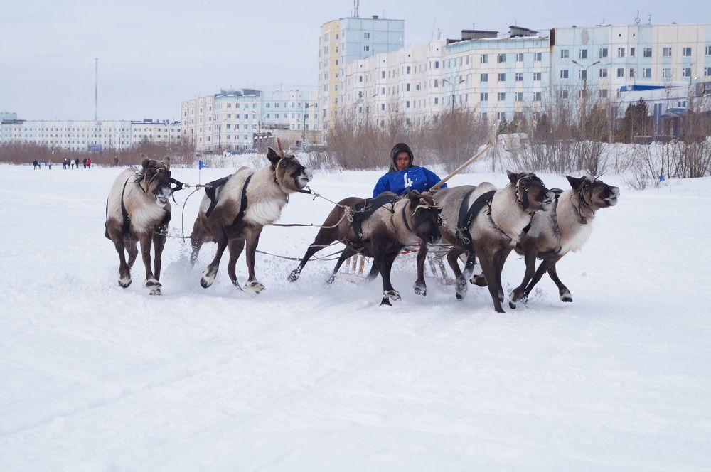 Гонки на оленях