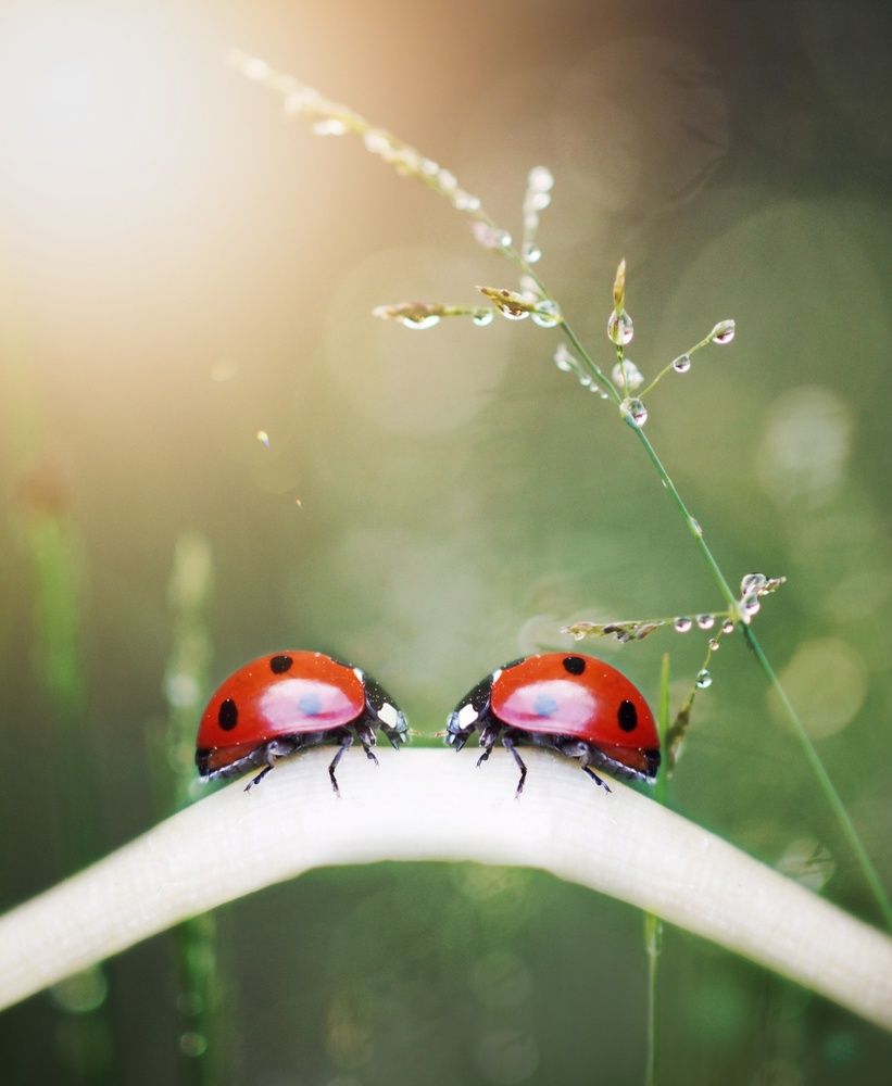 На мостике любви