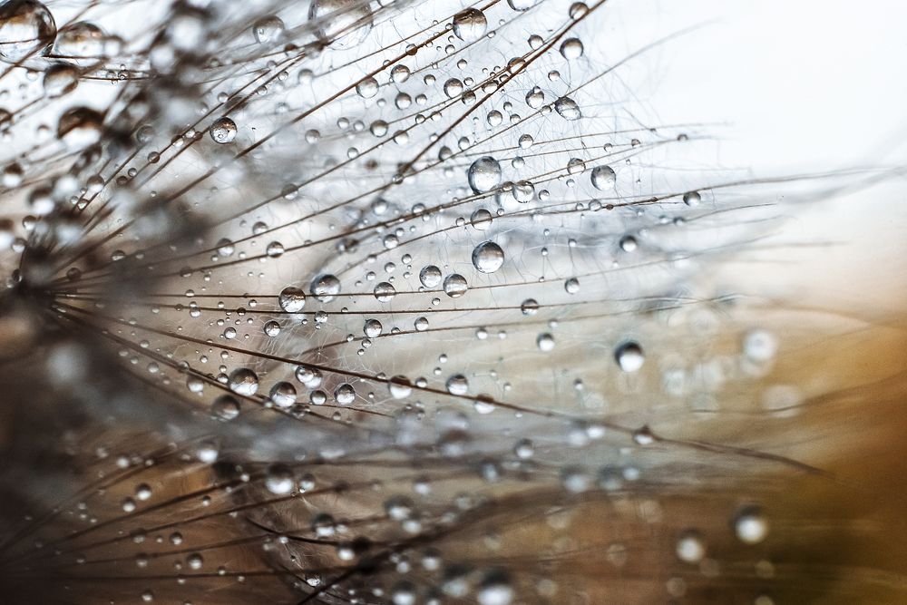 Drops