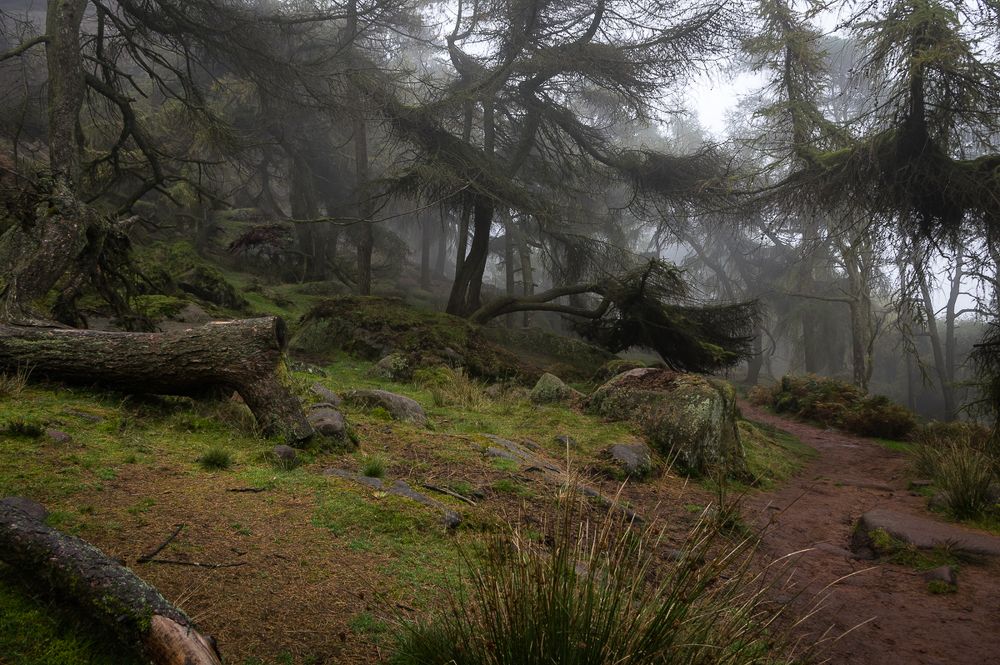 Здесь чудеса, здесь леший бродит.