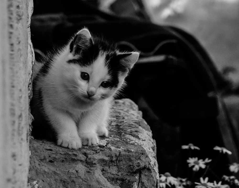 Любопытсво