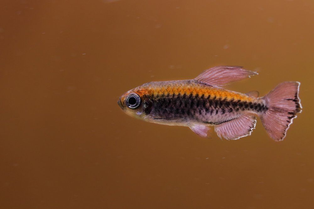 Минимализм