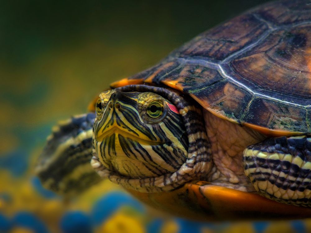 Морская черепашка