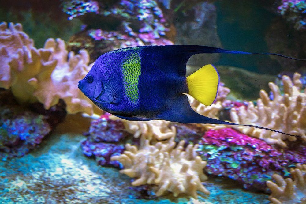 Коралловая рыбка