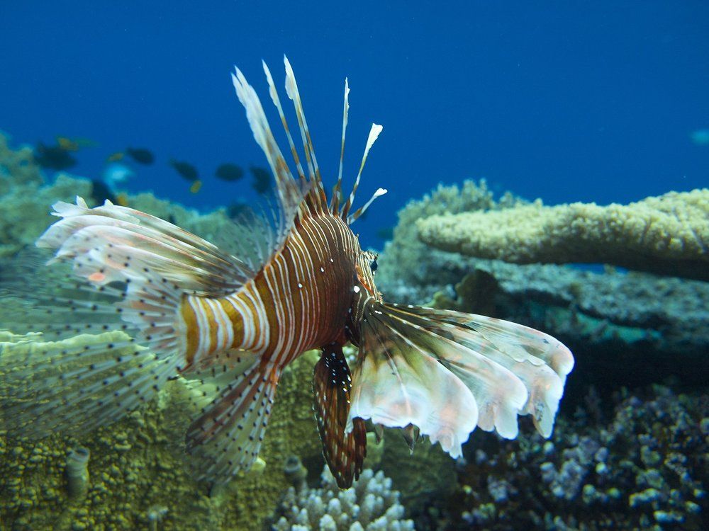 Ужасно красива