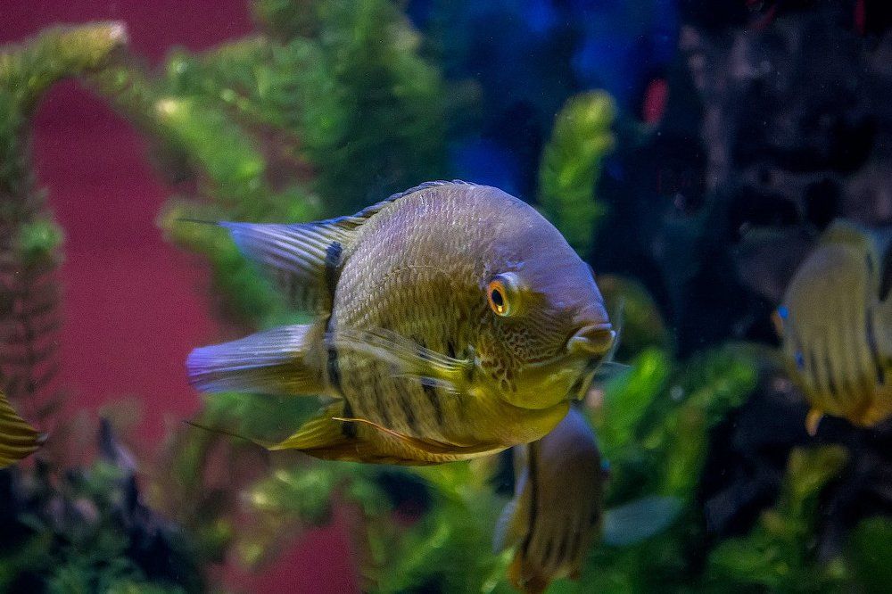 В аквариуме