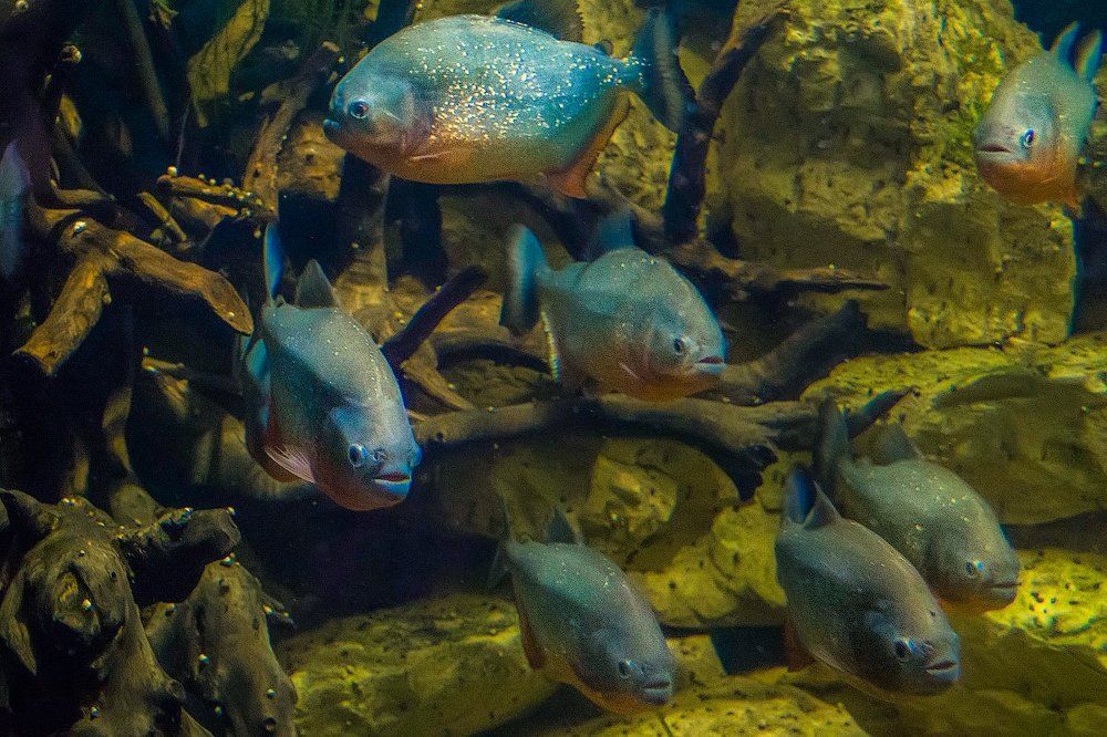 Пираньи в боевом построении