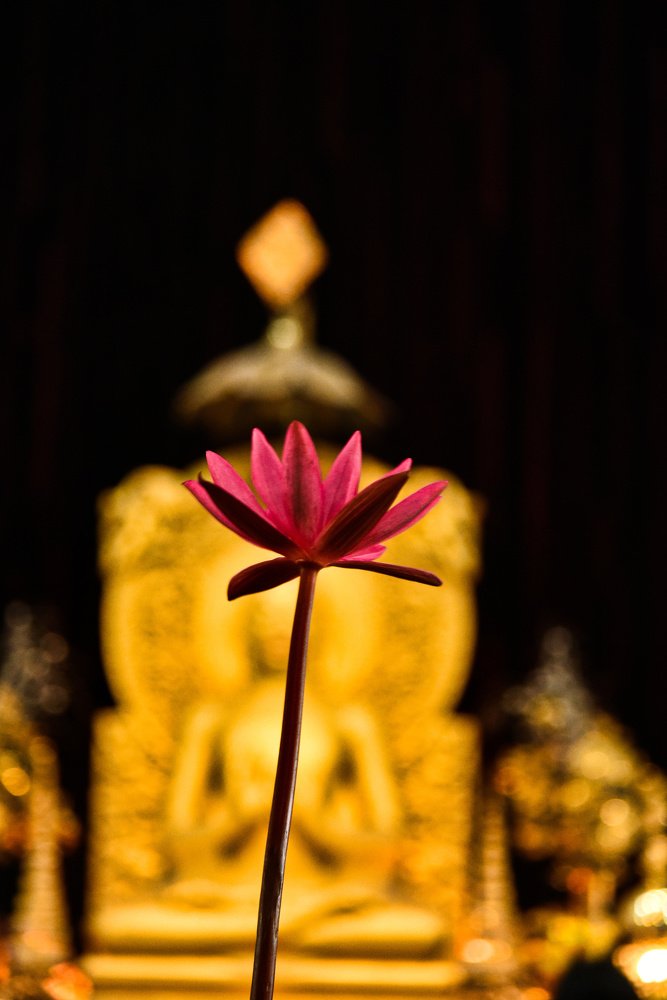Buddhas Lotus