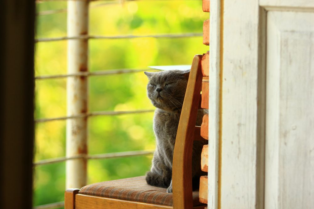 Магистр Йода