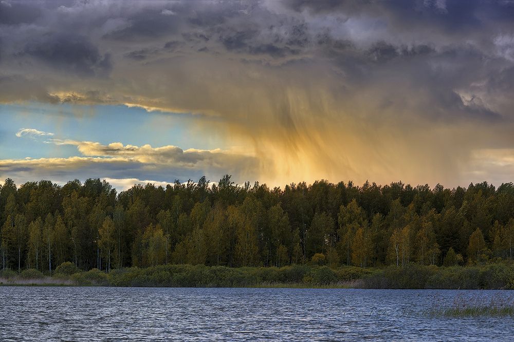 Золотой дождь