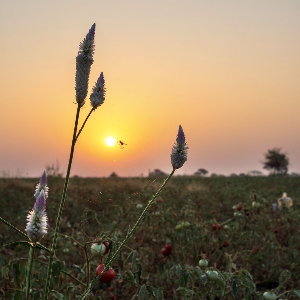 The Sunrie and spider