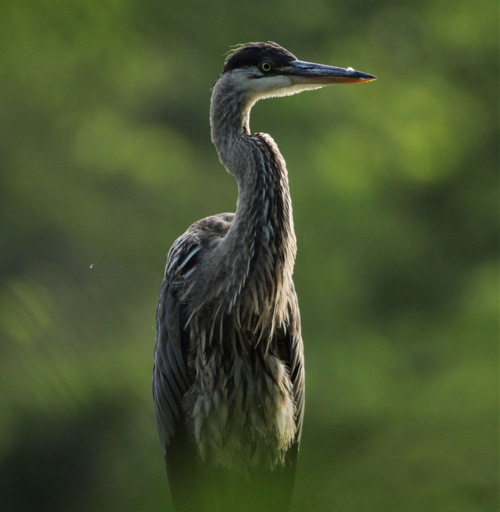 GREAT BLUE HERON