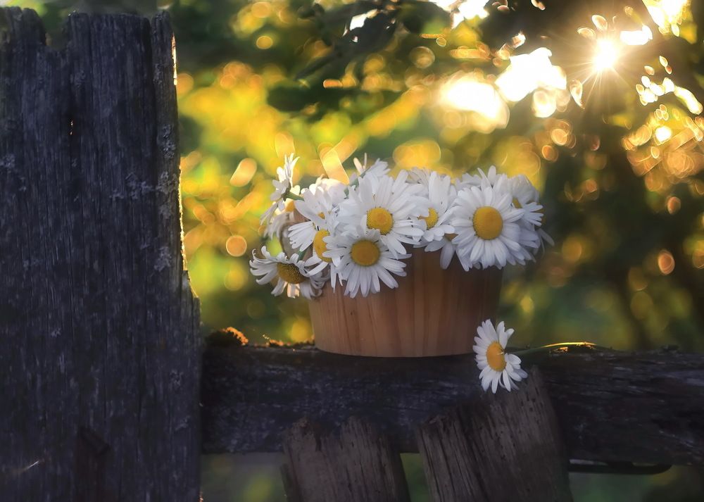 Солнечные ромашки