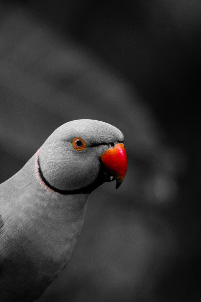 The parrot