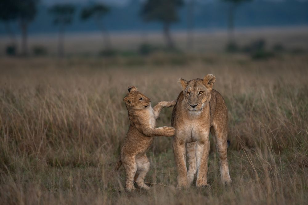 Hey Mom.. Let's Play !!!