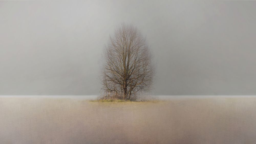 There is a tree behind my town.