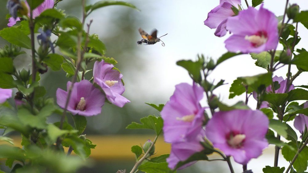 Бражник и гибискус