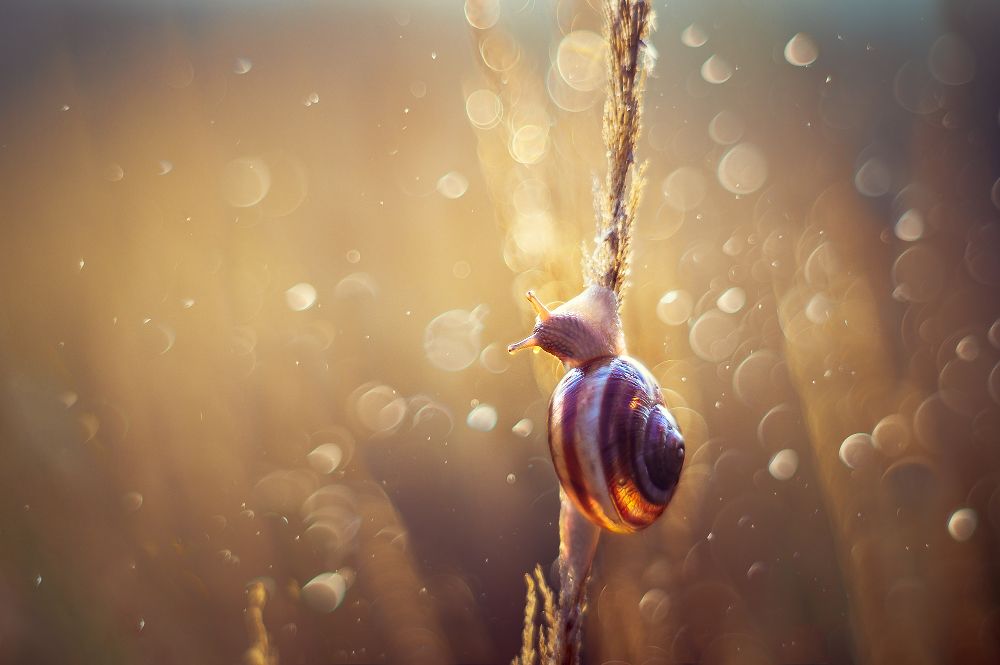 Изящная робость в искрящихся капельках света