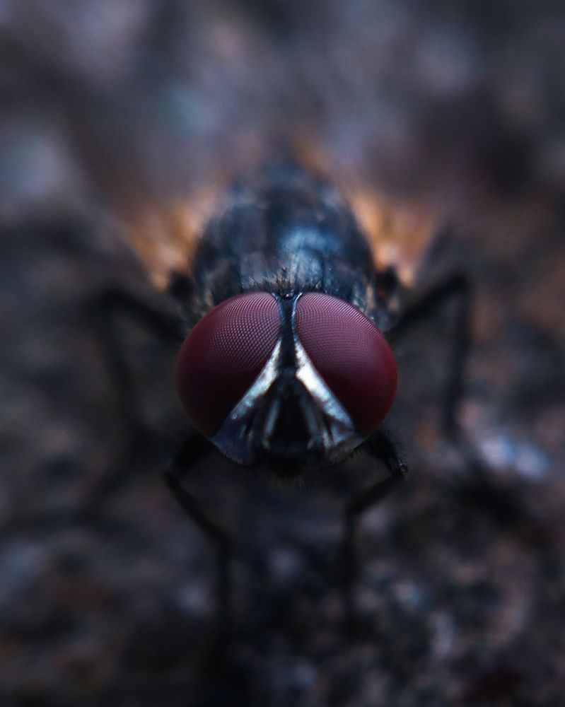HouseFly