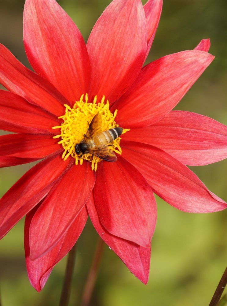 Honeybee