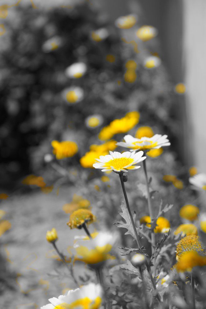 Yellow flowers