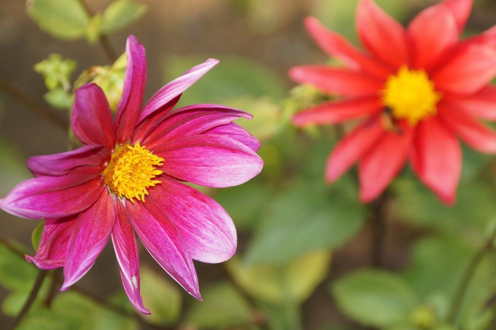 Flowers