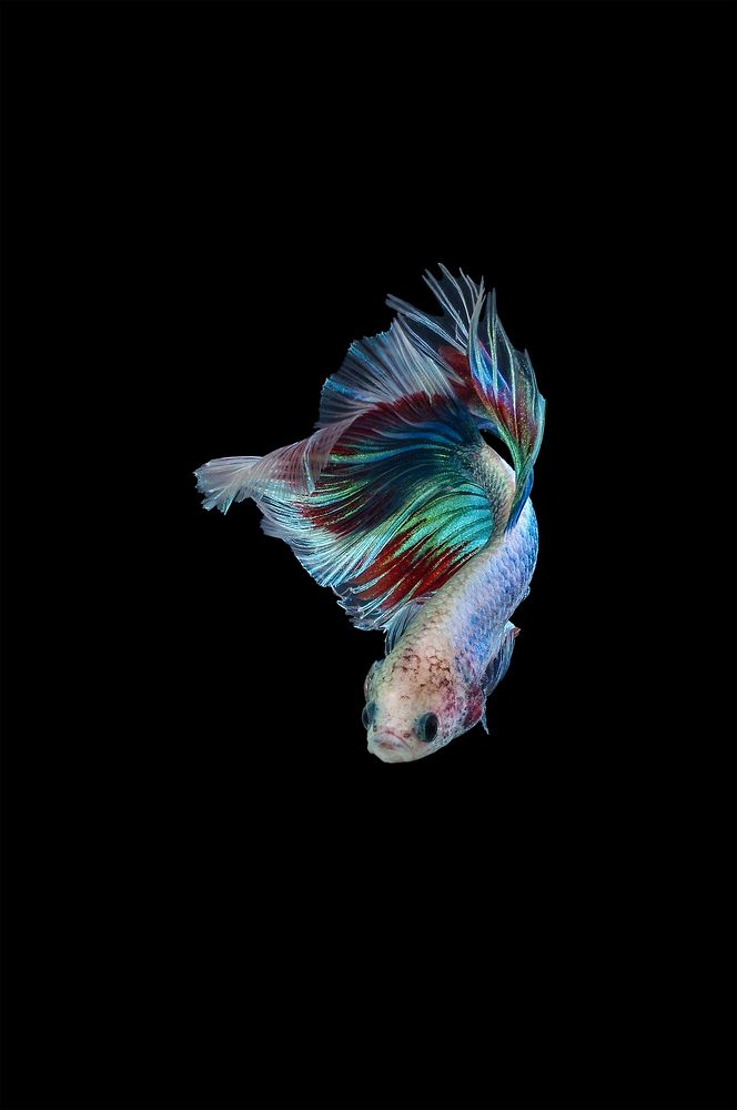Betta