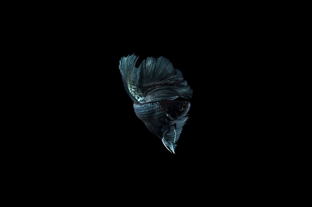 Black Betta