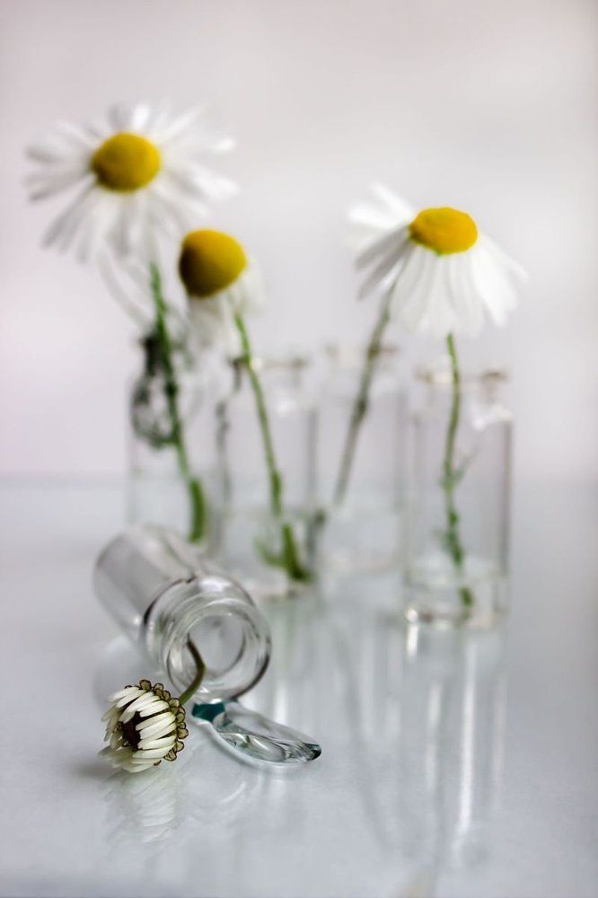 Раз ромашка...