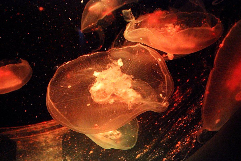 Photograph by Елена Даньшова