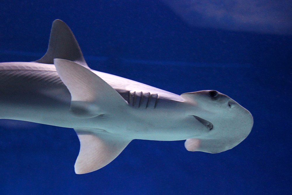 Photograph by Елена Даньшова