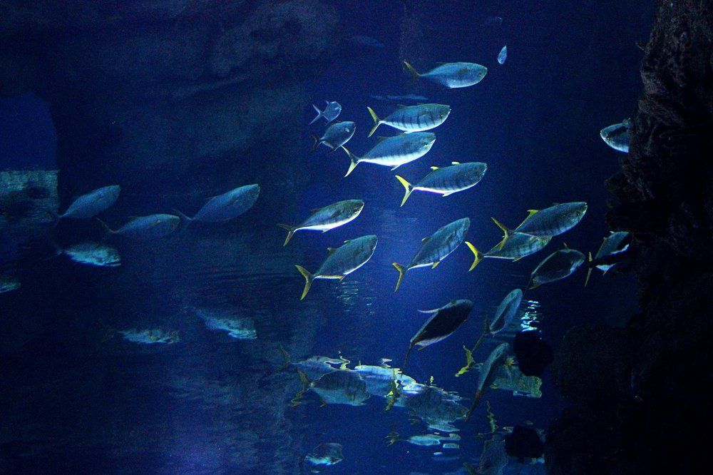 Photograph by Елена Даньшова