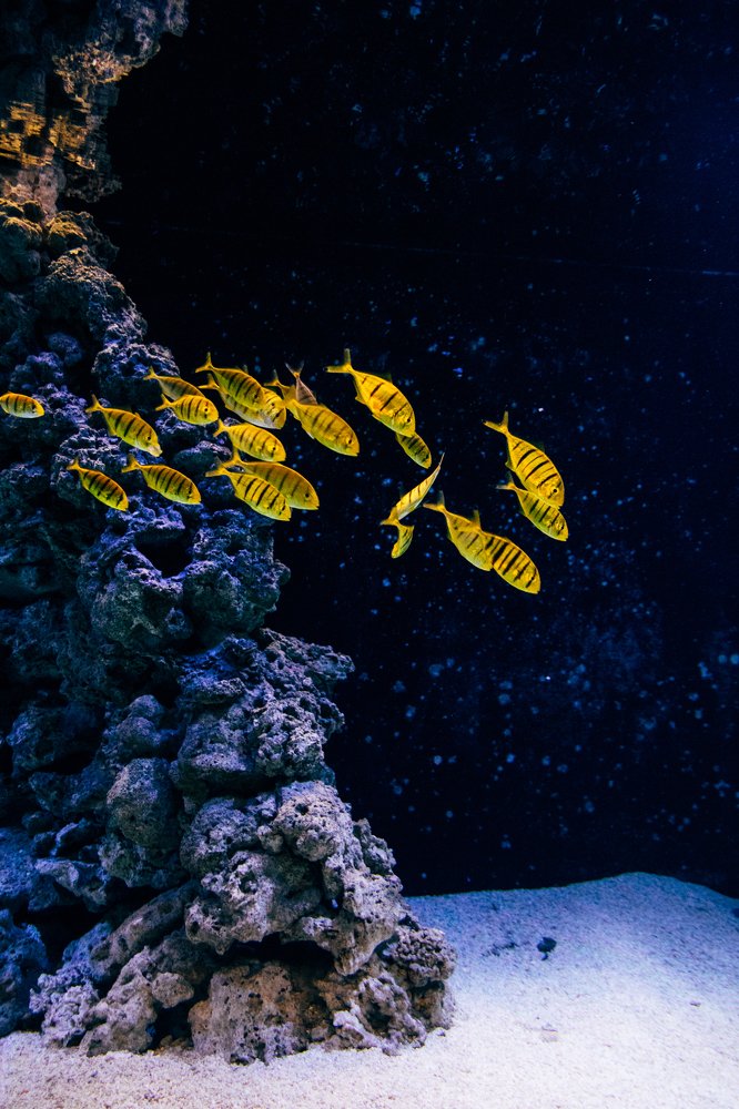 Photograph by Елена Демина