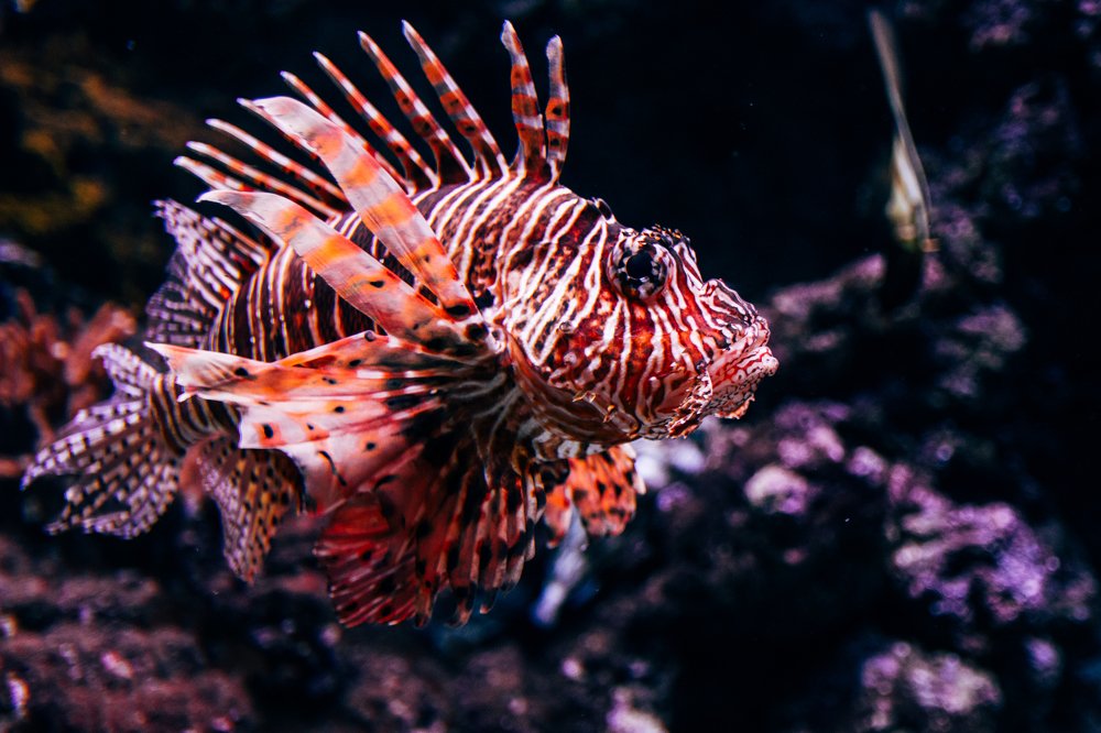 Photograph by Елена Демина