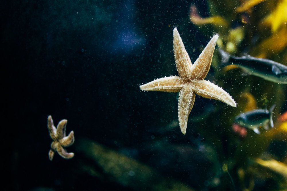 Звездная жизнь)))