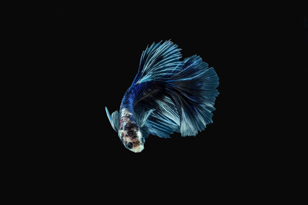 Fancy Betta Fish