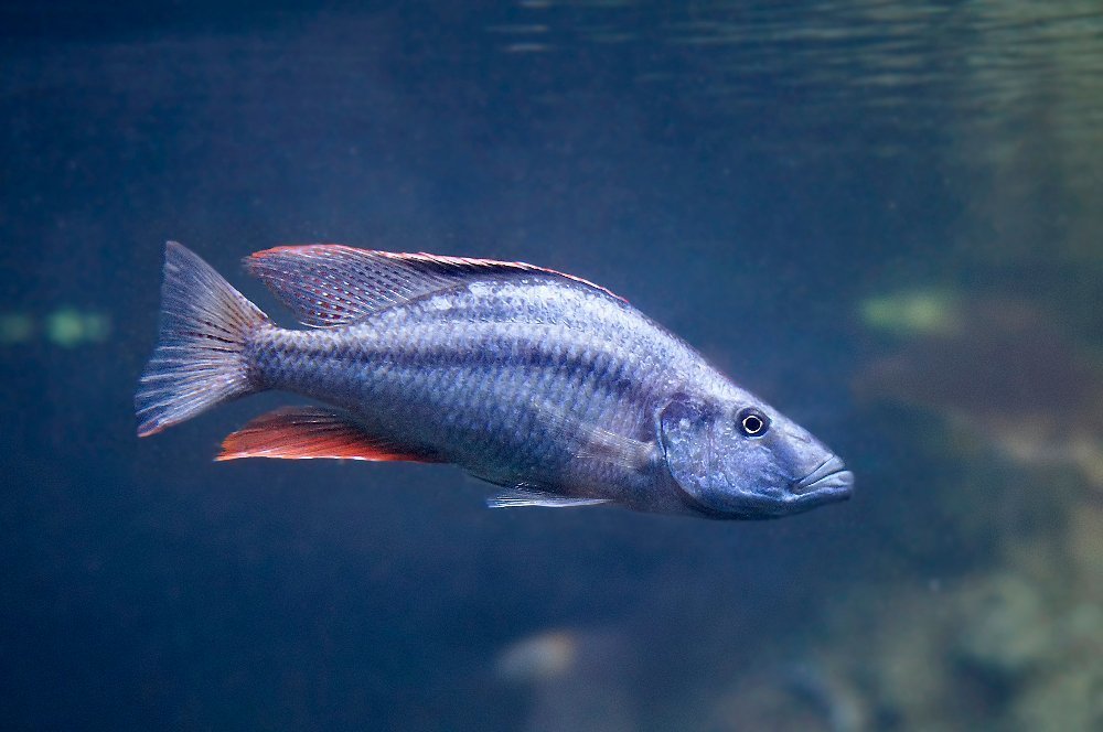 Охота на рыб 1.