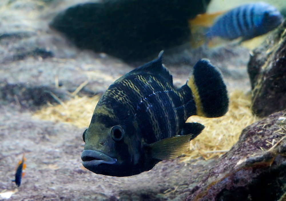 Охота на рыб 2.