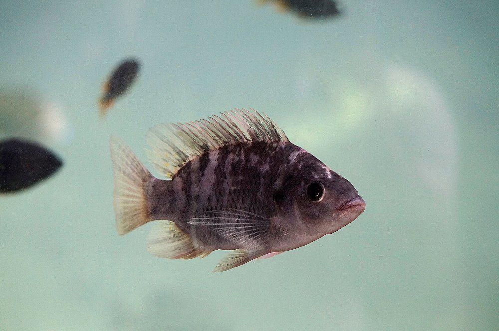 Охота на рыб 7.